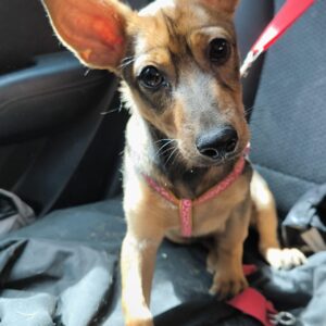 Benny