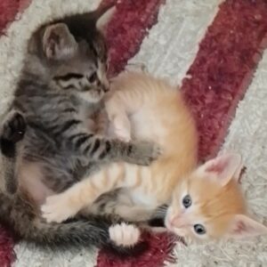 Gatitos