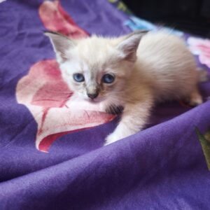 Gatitos