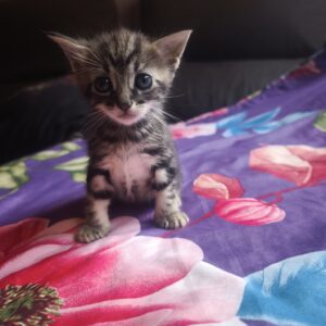 Gatitos