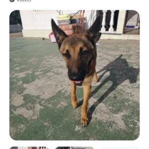 Dingo
