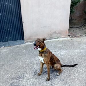 Golfo