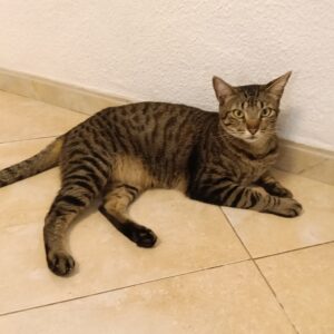 Romeo