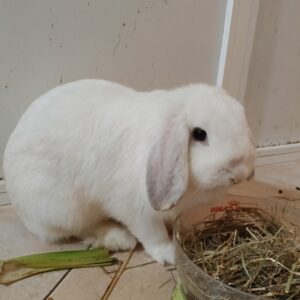 Bella