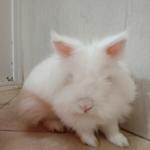 Christopher