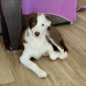 Canelo