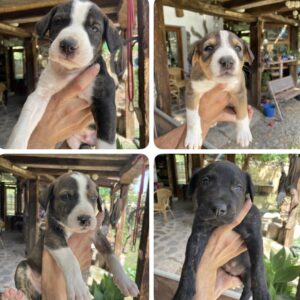 Cachorros