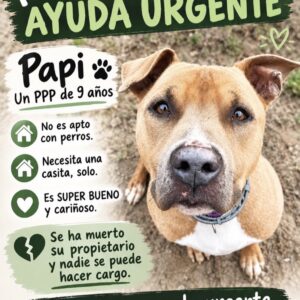 Papi