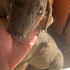 Cachorros