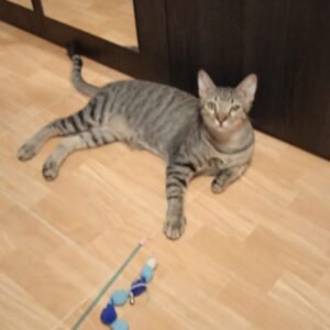 Leo