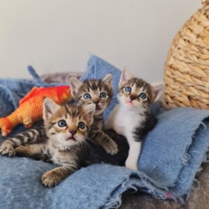 Gatitos