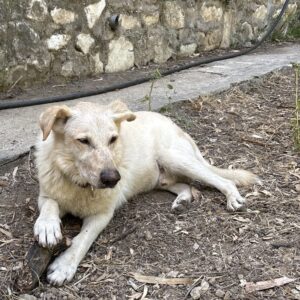 Copito