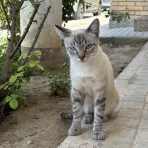 Blanquita