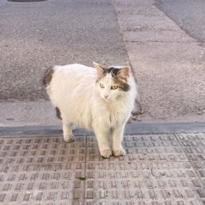Mishi