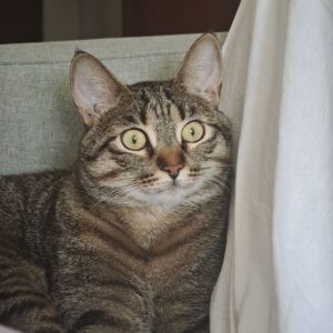 Toby