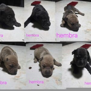 Cachorros