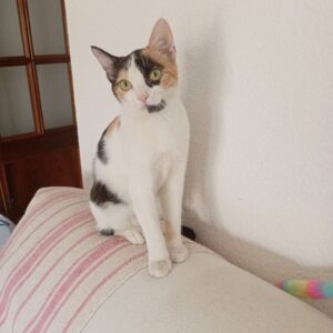 Lolita