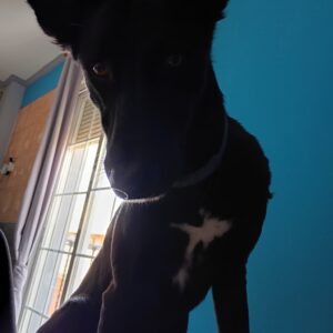 Oreo