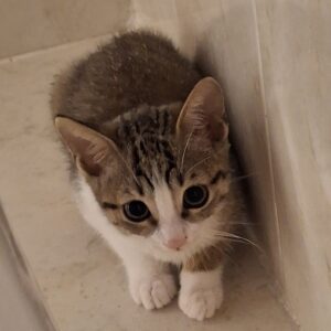 Kika