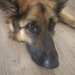 Calisto