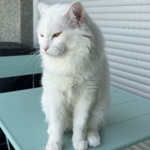 Coco