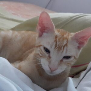 Michi