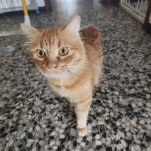 Simba