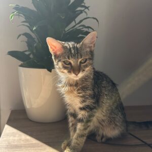 Gatito