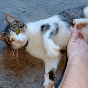 Copito