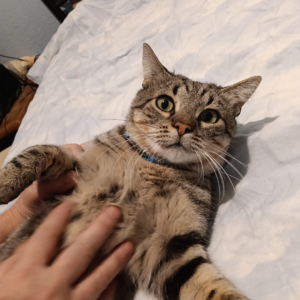 Bichito