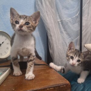 Gatitos