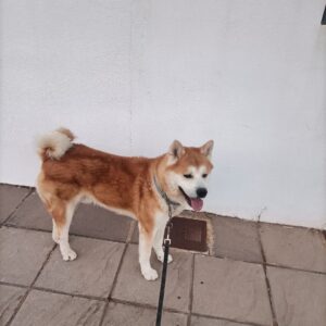 Bombón