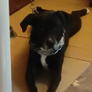 Akira