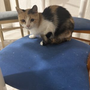 Gata