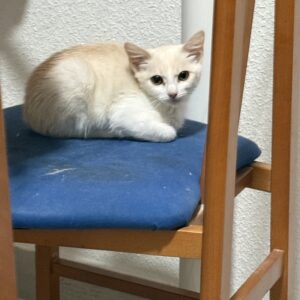 Gatita