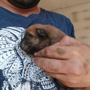 Cachorros