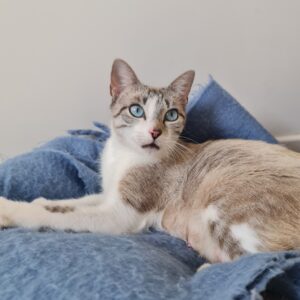 Lyra