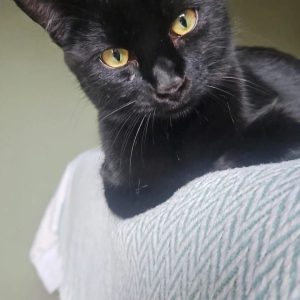 Luca