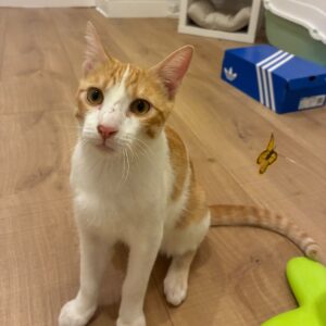 Gatito