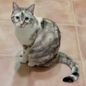Blanquita