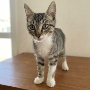 Diego