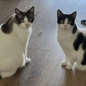 Flóki y Freyja