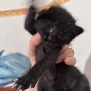 Kiki