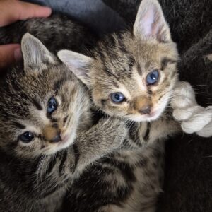 Bebes