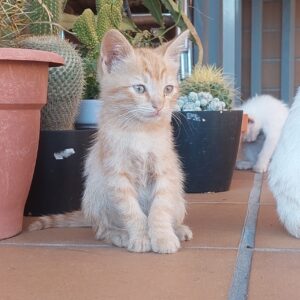 Gatitos