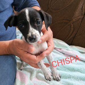 Chispa