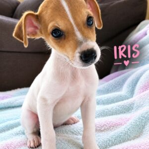 Iris