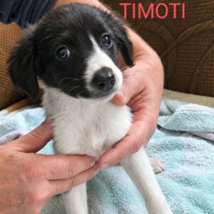 Timoti