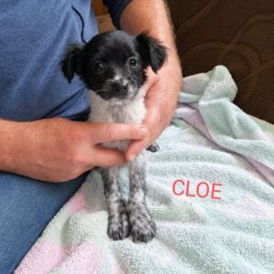 Cloe