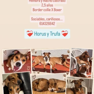 Horus y Trufa